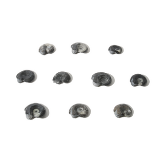 Goniatite Fossil - Pack of 10 - 1 1/2"    from The Rock Space