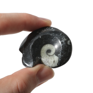 Goniatite Fossil - Pack of 10 - 1 1/2"    from The Rock Space