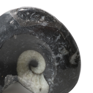 Goniatite Fossil - Pack of 10 - 1 1/2" from The Rock Space