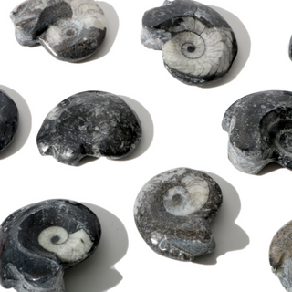 Goniatite Fossil - Pack of 10 - 1 1/2" from The Rock Space