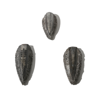 Orthoceras on Matrix Fossil - Pack of 3 - 2 3/4"    from Stonebridge Imports