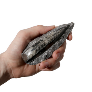 Orthocera on Matrix Fossil - 2 3/4" from The Rock Space