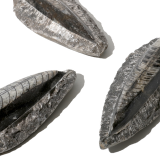 Orthoceras on Matrix Fossil - Pack of 3 - 2 3/4"    from The Rock Space