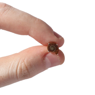 Ammonite Sterling Silver Stud - Single Pair    from The Rock Space