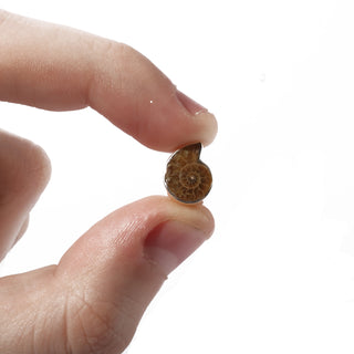Ammonite Fossil Pendant    from Stonebridge Imports