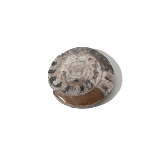 Brown Ammonite Button Fossil - Small Single - 1 1/4"    from The Rock Space