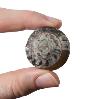 Brown Ammonite Button Fossil - Small Single - 1 1/4"    from The Rock Space