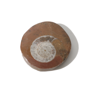 Brown Ammonite Button Fossil - Small Single - 1 1/4"    from Stonebridge Imports