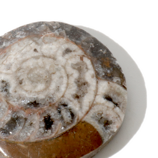 Brown Ammonite Button Fossil - Small Single - 1 1/4"    from The Rock Space