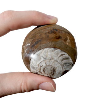 Brown Ammonite Button Fossil - Large Single - 2 3/4"    from The Rock Space