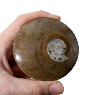 Brown Ammonite Button Fossil - Large Single - 2 3/4"    from The Rock Space