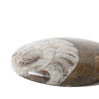 Brown Ammonite Button Fossil - Large Single - 2 3/4"    from The Rock Space