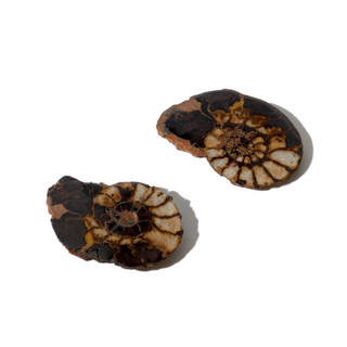 Ammonite Fossil Pair - 1"    from The Rock Space