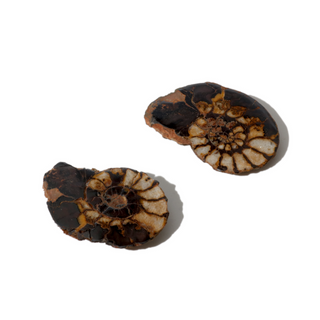 Ammonite Fossil Pair - 1" from The Rock Space