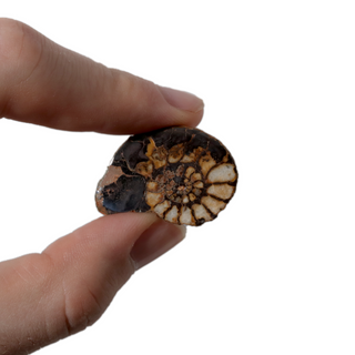 Ammonite Fossil Pair - 1"    from The Rock Space