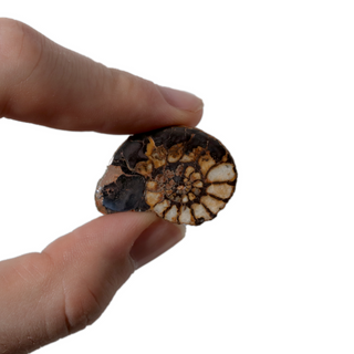 Ammonite Fossil Pair - 1" from The Rock Space