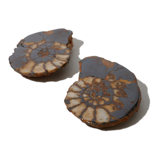 Ammonite Fossil Pair - 1"    from The Rock Space