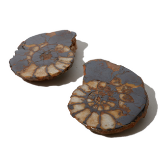 Ammonite Fossil Pair - 1" from The Rock Space