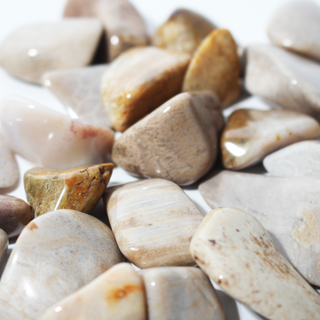 Agatized Coral Tumbled Stones from The Rock Space