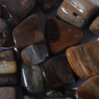 Petrified Wood Tumbled Stones from The Rock Space