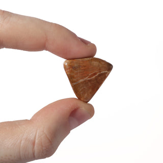 Petrified Wood Tumbled Stones from The Rock Space