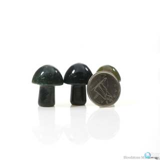 Bloodstone Mushroom - 3 Pack    from The Rock Space