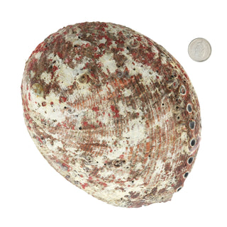 Abalone Shell - Large    from The Rock Space