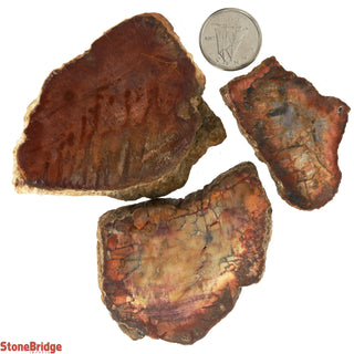 Petrified Wood Slices #1 - 3 Pack    from The Rock Space