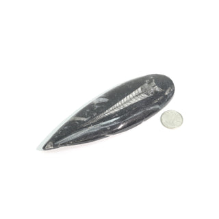 Orthoceras Polished Fossil #2 - 1.5" to 3"    from The Rock Space