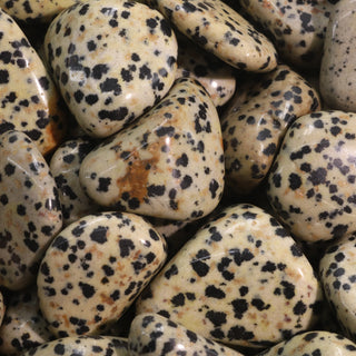 Dalmatian Jasper Tumbled Stones    from The Rock Space