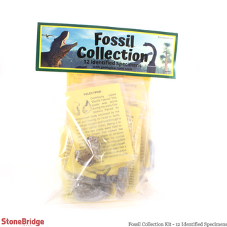 Fossil Collection Kit - 12 Identified Specimens from The Rock Space