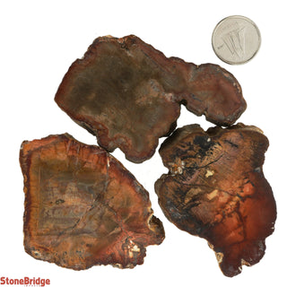 Petrified Wood Slices #1 - 3 Pack    from Stonebridge Imports