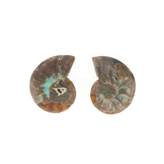 Ammonite Pair Polished Fossil #0    from The Rock Space