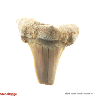 Shark Tooth Fossil - 10 Pack    from Stonebridge Imports