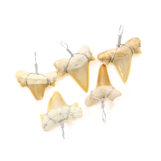 Shark Tooth Wrapped Fossil - 5 Pack