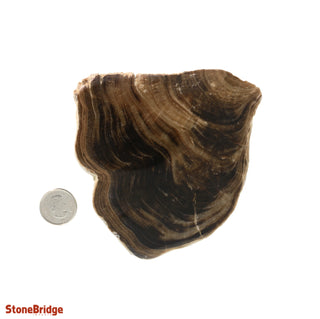 Calcite Chocolate Slice #2    from Stonebridge Imports