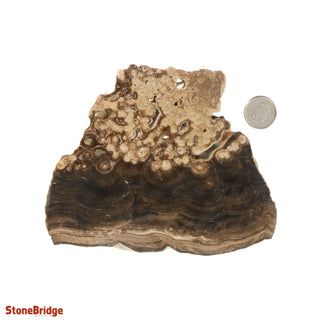 Calcite Chocolate Slice #4 from The Rock Space