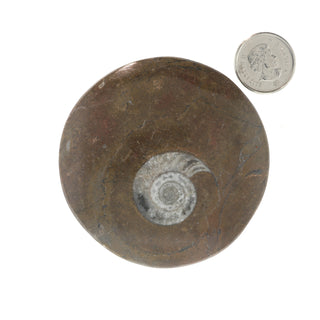 Ammonite Polished Button #1    from The Rock Space