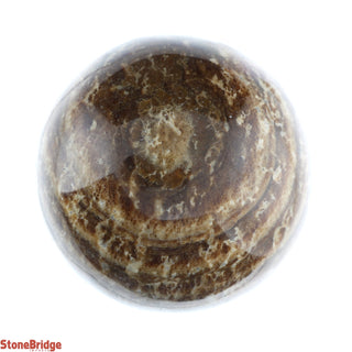 Aragonite Brown Sphere - Extra Small #4 - 2"    from The Rock Space