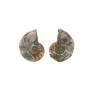 Ammonite Pair Polished Fossil #0    from The Rock Space