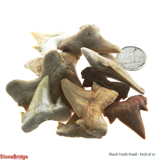 Shark Tooth Fossil - 10 Pack    from Stonebridge Imports