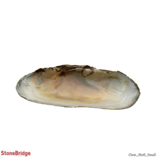 Clam Shells - Small - 4" to 4 1/2" from The Rock Space