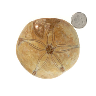 Urchin Sand Dollar Fossil    from The Rock Space