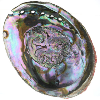Abalone Shell - Large    from The Rock Space