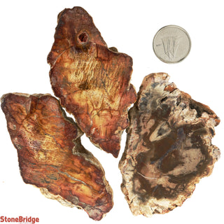 Petrified Wood Slices #1 - 3 Pack    from The Rock Space