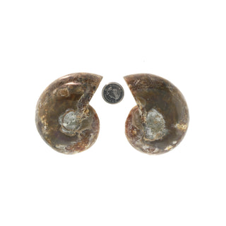 Ammonite Pair Polished Fossil #4    from The Rock Space