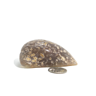 Enhydro Agate Geodes - 2 1/2"    from Stonebridge Imports