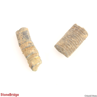 Fossil Collection Kit - 12 Identified Specimens    from Stonebridge Imports