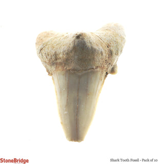 Shark Tooth Fossil - 10 Pack    from Stonebridge Imports