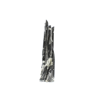 Orthoceras Tower Fossil U#7 - 21"    from The Rock Space